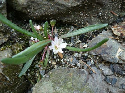 Lewisia_glandulosa_fars_2009.jpg