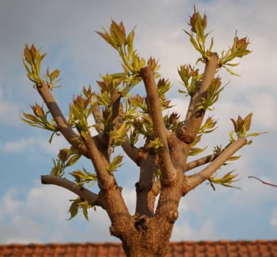 Catalpa_0010__4900.jpg