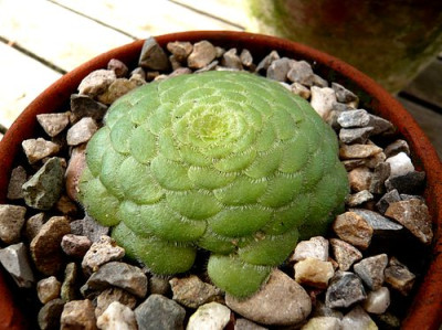 Aeonium_tabulaeforme_fars_2009.jpg