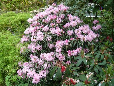 Rhododendron_makinoi_1_fars_2009.jpg
