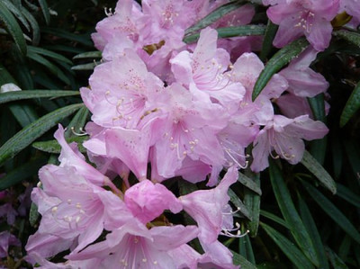 Rhododendron_makinoi_2_fars_2009.jpg