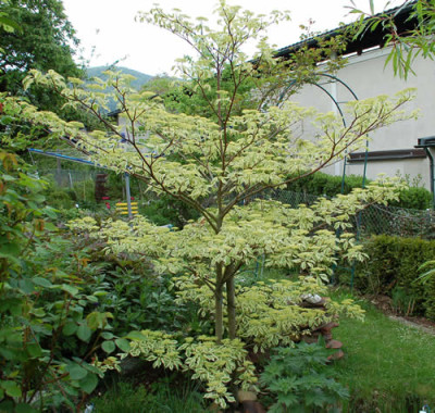 Cornus_controversa_variegata_0010___4865.jpg