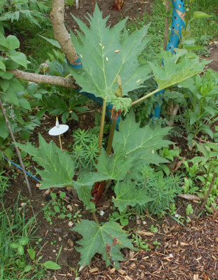 Rheum_Palmaticum_Tanguticum_0010___4866.jpg