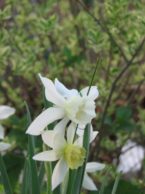narcissuskl.jpg