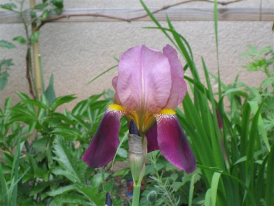 IMG_4477_Small.JPG