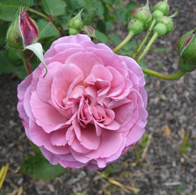 16.DO36_Magenta.JPG