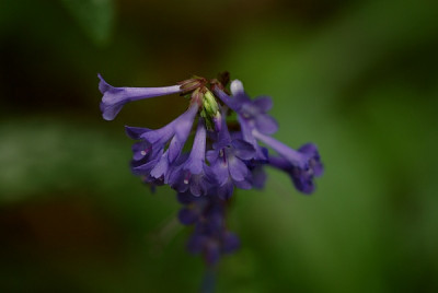 wulfenia_x_schwarzii_09.jpg