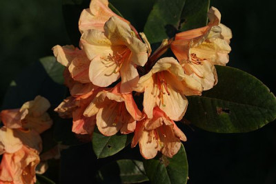 kupferberg-1392.jpg