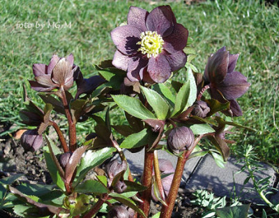 Imgp7510-HelleDopp.jpg