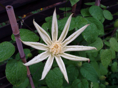 1clematis2009_wadas_primrose.jpg