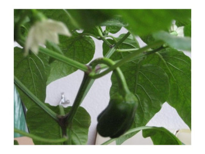 Paprika_05-2009.jpg