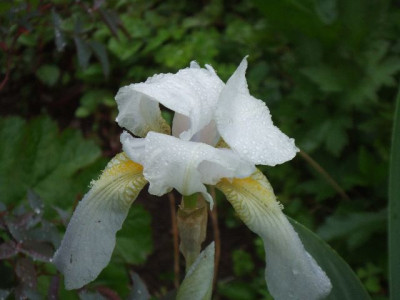 tuin_in_mei_041_unbekannte.jpg