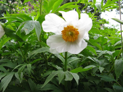 P_Windflower1_1515_640x480.JPG