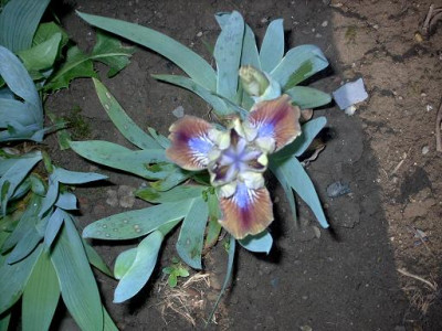 Iris_2009_272.jpg