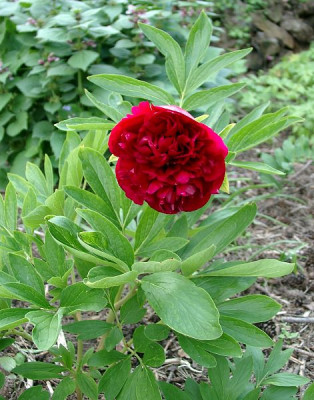 05220042_ePaeonia_officinalis_gef.JPG
