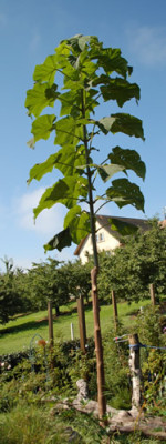 Blauglockenbaum_0010__36437.jpg