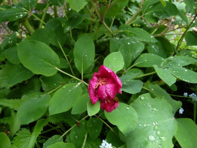 unbekannter_Paeoniensaemling_fars_2009.jpg