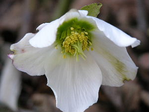 helleborus_niger.JPG