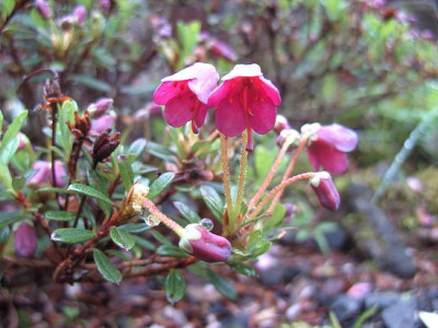 Rhododendron_campylogynum_var._myrtilloides_fars_2009.jpg