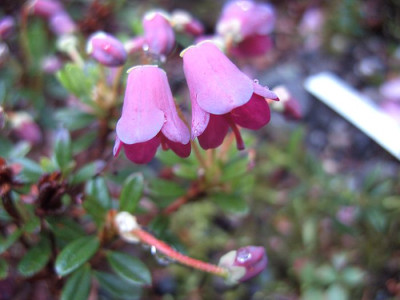 Rhododendron_campylogynum_var._myrtilloides_2_fars_2009.jpg
