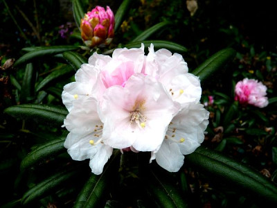 Rhododendron_degronianum_var._yakushimanum_fars_2009.jpg