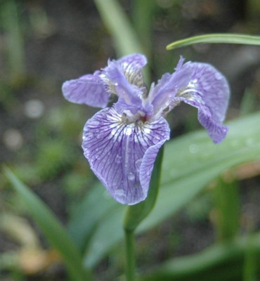 A8196a_Large.JPG