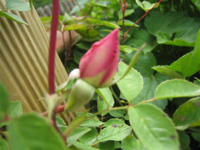 clg.maman_cochet_09_Small.JPG