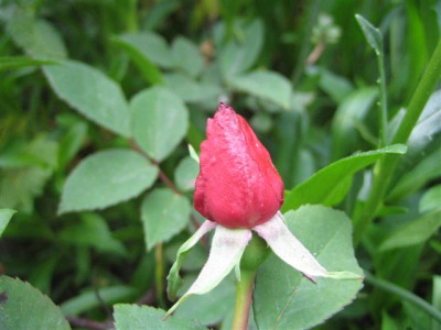 maman_cochet1_09_Small.JPG