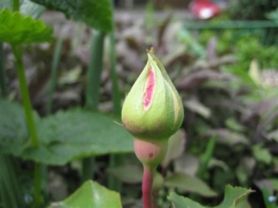 mme_charles1_09_Small.JPG