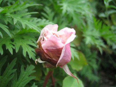 beaute_inconstante_09_Small.JPG