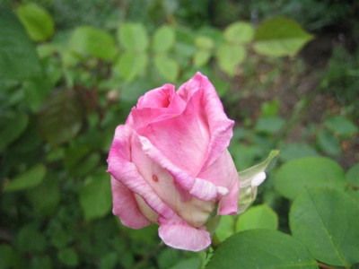 princesse_etienne_de_croy_09_Small.JPG