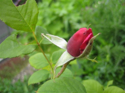 souv.de_therese_levet_09_Small.JPG