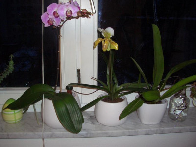 orchideen2.JPG