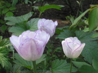 Shirley_April_09.jpg
