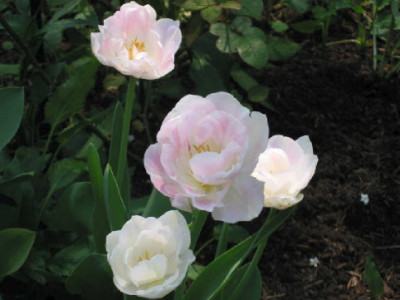 Angelique_Blueten_April_09.jpg