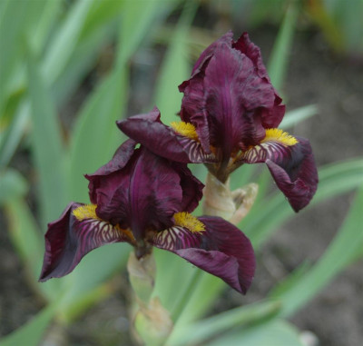 A8213a_Large.JPG