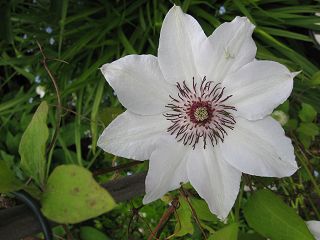 k-IMG_0651.jpg