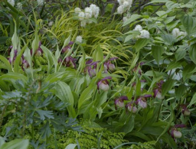 K800_03.05.2009_060.JPG