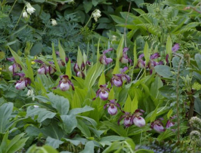 K800_03.05.2009_061.JPG