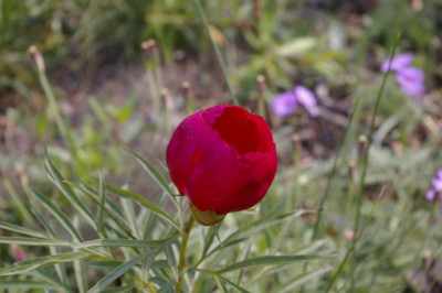 K800_03.05.2009_017.JPG