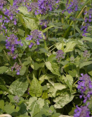 K800_03.05.2009_018.JPG