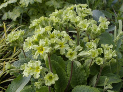 K800_03.05.2009_023.JPG