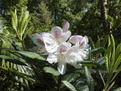 Kopie_von_04052009Rh.annae.jpg
