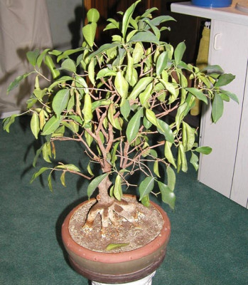 Bonsai1.jpg