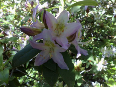 Kopie_von_06052009Rh.trichanthum_light_purple_form.jpg