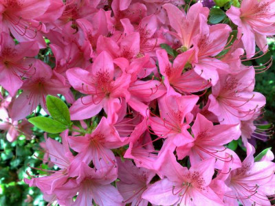 Kopie_von_04052009Oreon.jpg