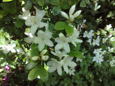 Kopie_von_06052009Kermensina_white.jpg