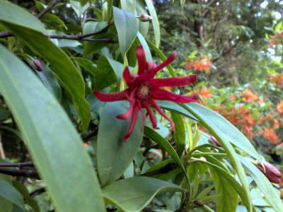 Kopie_von_06052009Illicium_floridanum.jpg
