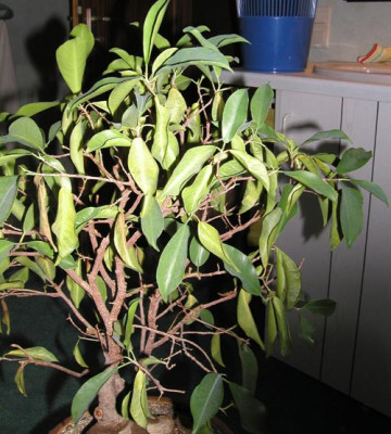 Bonsai3.jpg