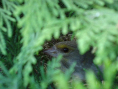 versteckt.jpg